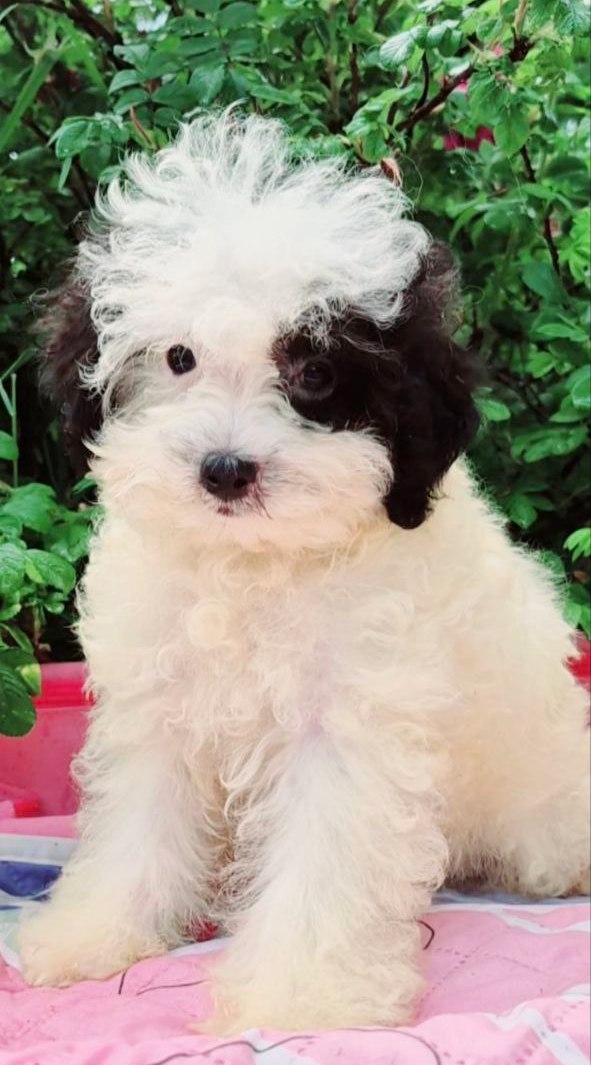 Domino Maltipoo