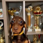 Emily-female-dachshund-puppy-for-sale-1 (2)