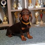 Emily-female-dachshund-puppy-for-sale-1 (3)