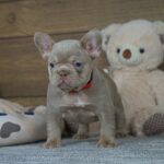 Fanny-female-french-bulldog-puppy-for-sale- (1)