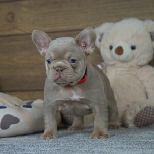 Fanny French Bulldog