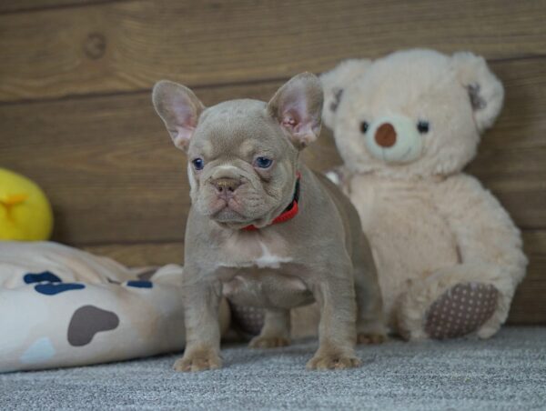 Fanny French Bulldog