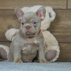 Fanny French Bulldog