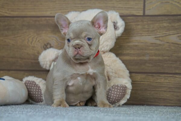 Fanny French Bulldog