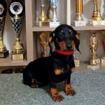 Isabell-female-dachshund-puppy-for-sale-1 (2)