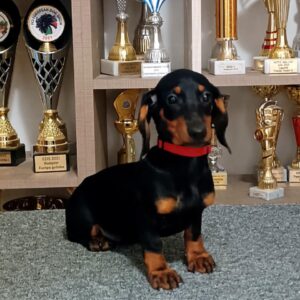 Isabell Dachshund