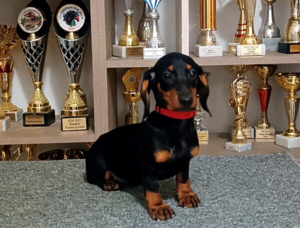 Isabell Dachshund