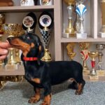 Isabell-female-dachshund-puppy-for-sale-1 (3)