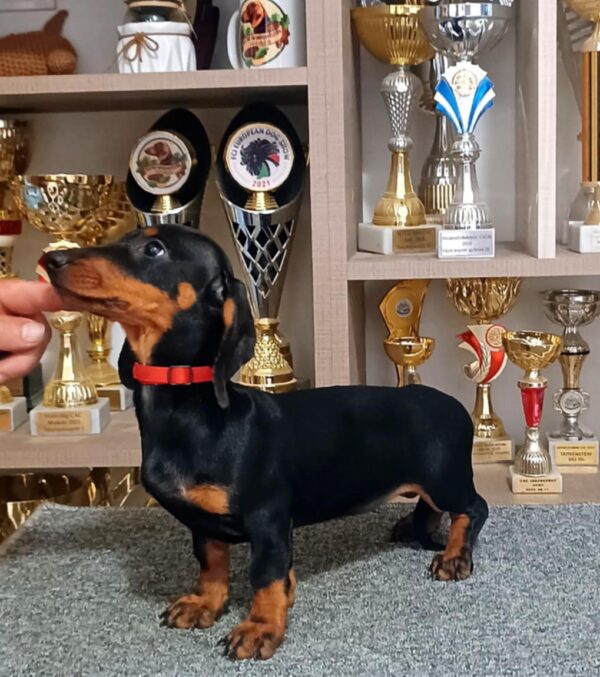 Isabell Dachshund
