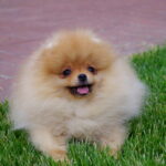 Laena-female-Pomeranian puppy-for-sale-1