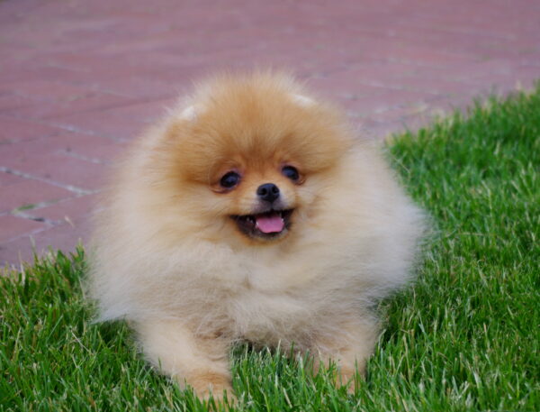 Laena Pomeranian Laena Pomeranian