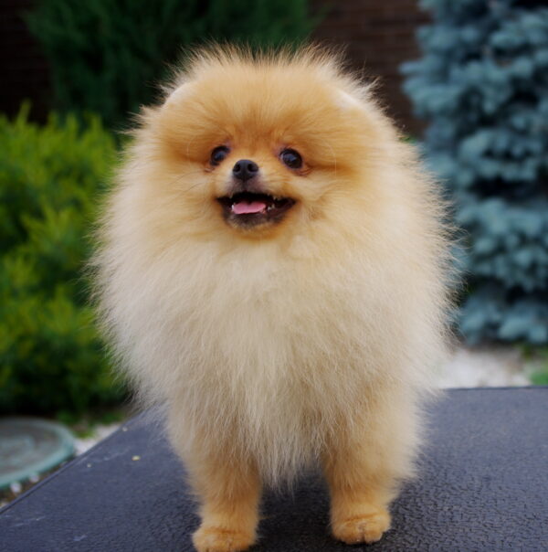 Laena Pomeranian Laena Pomeranian