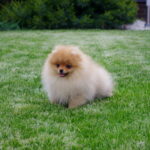 Laena-female-Pomeranian puppy-for-sale-3