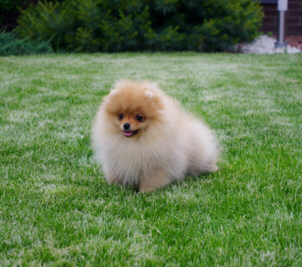 Laena Pomeranian Laena Pomeranian