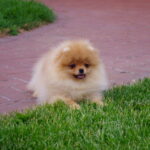 Laena-female-Pomeranian puppy-for-sale-4