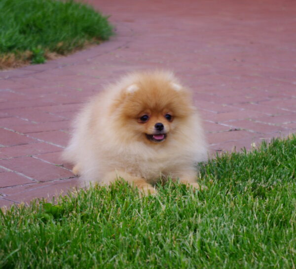Laena Pomeranian Laena Pomeranian