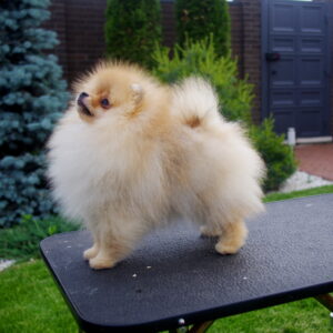 Latys Pomeranian Latys Pomeranian