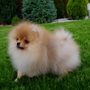 Latys Pomeranian Latys Pomeranian