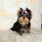Lilianna-female-yorkshire-terrier-puppy-for-sale- (1)