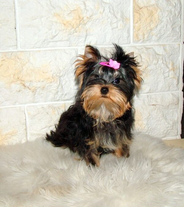 Lilianna Yorkshire Terrier