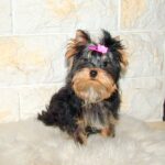 Lilianna-female-yorkshire-terrier-puppy-for-sale- (2)
