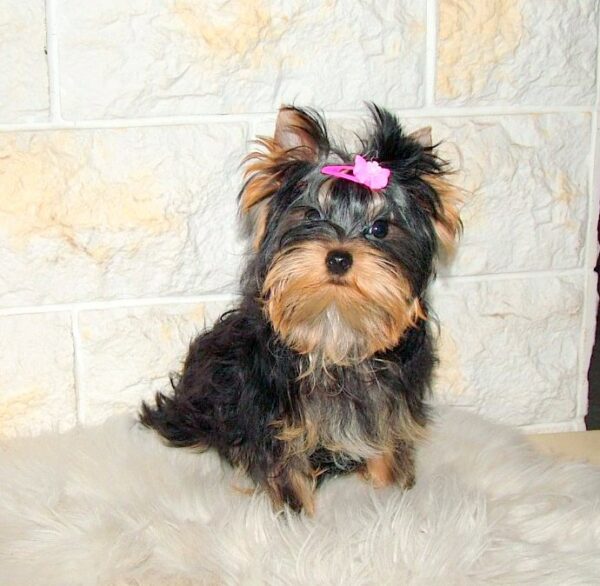 Lilianna Yorkshire Terrier