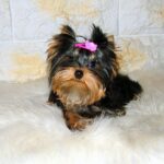 Lilianna-female-yorkshire-terrier-puppy-for-sale- (3)