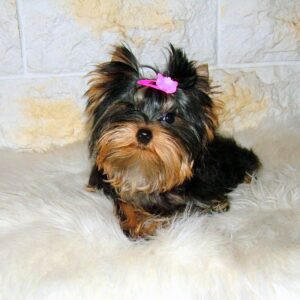 Lilianna Yorkshire Terrier