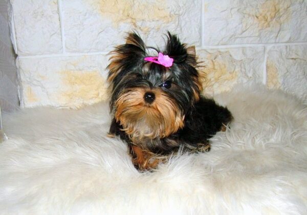 Lilianna Yorkshire Terrier
