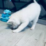 Lirra-female-Akita-puppy-for-sale-3
