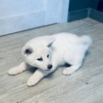 Locky-male-Akita-puppy-for-sale- (1)
