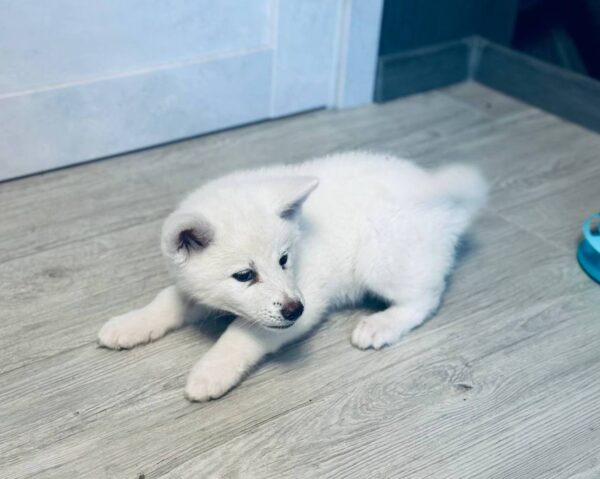 Locky Akita Locky Akita