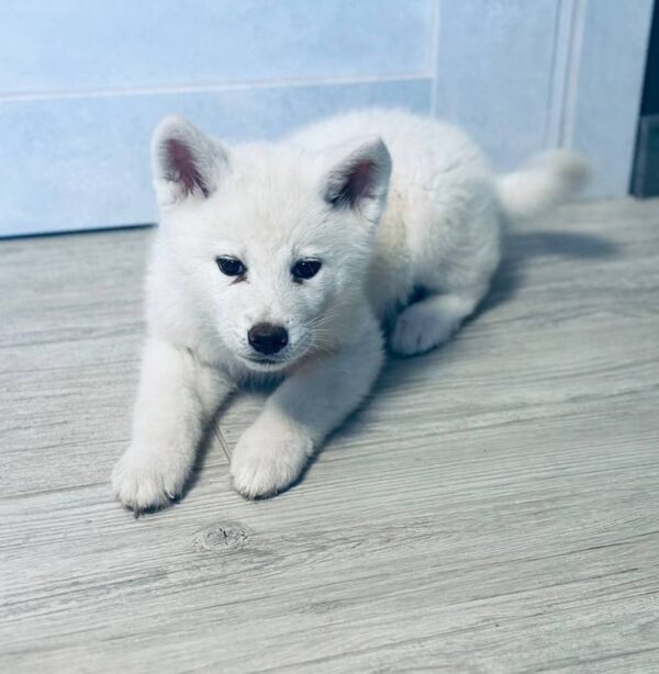 Locky Akita Locky Akita