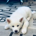 Locky-male-Akita-puppy-for-sale- (3)