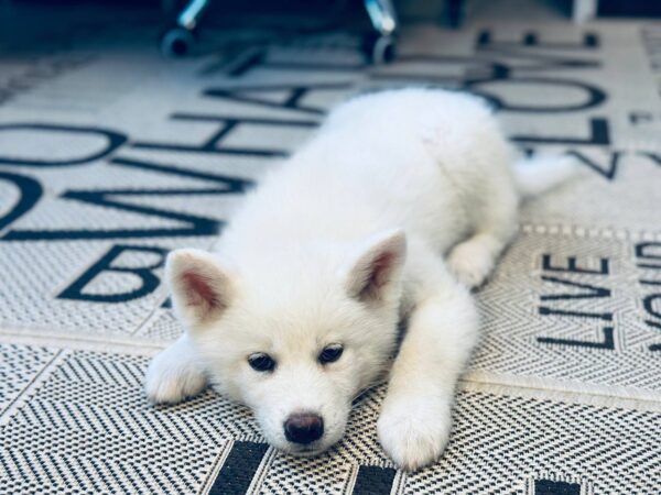 Locky Akita Locky Akita