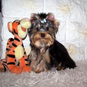 Luigi Yorkshire Terrier
