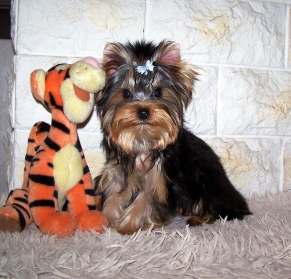 Luigi Yorkshire Terrier Luigi Yorkshire Terrier