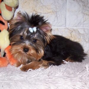 Luigi Yorkshire Terrier