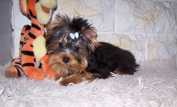 Luigi Yorkshire Terrier Luigi Yorkshire Terrier