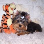 Luigi-male-yorkshire-terrier-puppy-for-sale- (3)