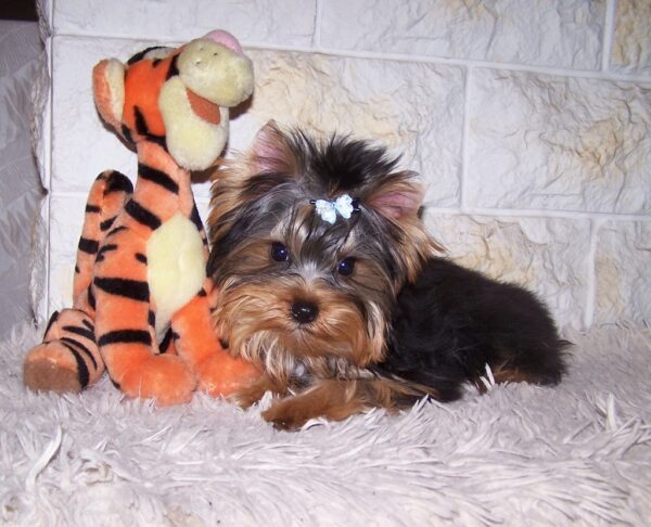 Luigi Yorkshire Terrier Luigi Yorkshire Terrier
