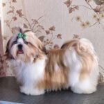 Malva-female-Shih-Tzu-puppy-for-sale-1