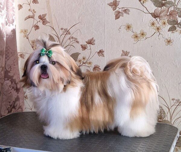 Malva Shih Tzu