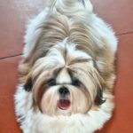 Malva-female-Shih-Tzu-puppy-for-sale-2