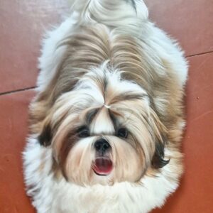 Malva Shih Tzu
