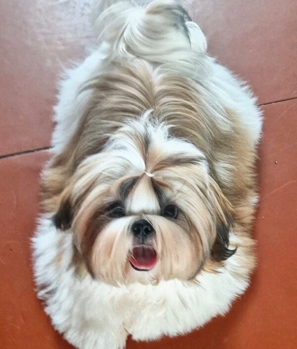 Malva Shih Tzu