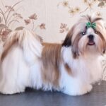Malva-female-Shih-Tzu-puppy-for-sale-3