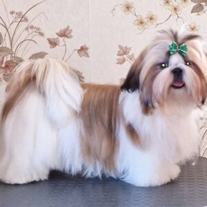 Malva Shih Tzu