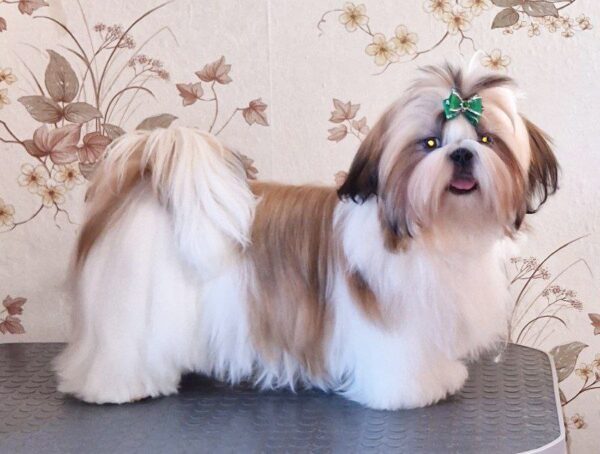 Malva Shih Tzu
