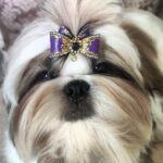 Roland Shih Tzu